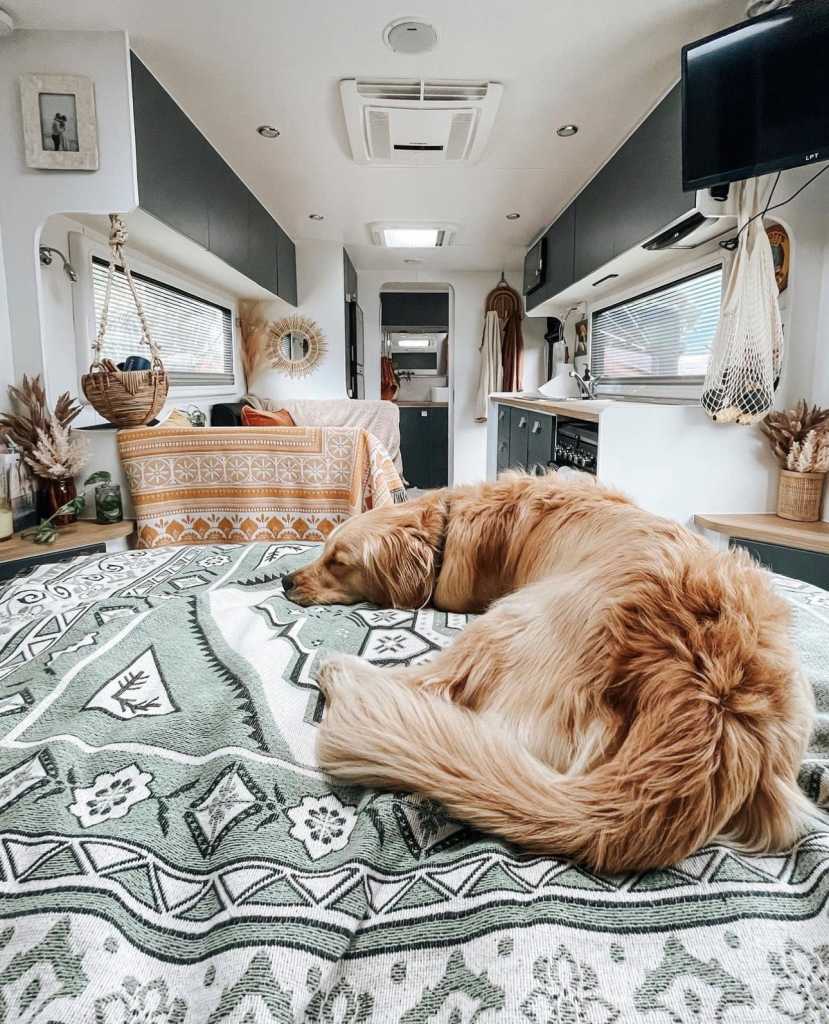 KEEPING YOUR PETS COOL WHILE CARAVANNING
